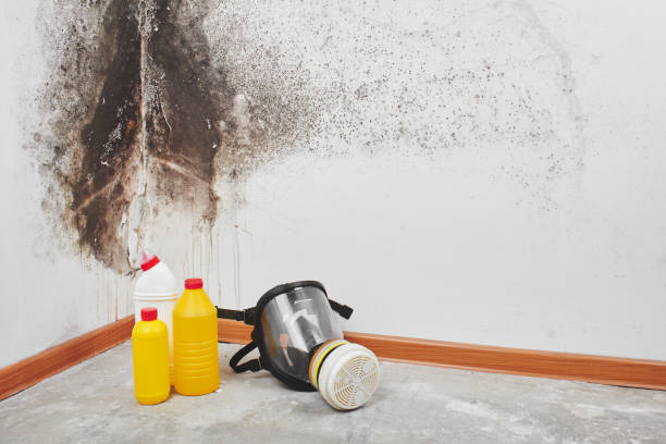 Best Residential Mold Removal  in Grabill, IN