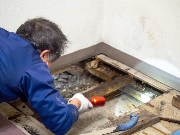 Best Office Mold Removal Services  in Grabill, IN