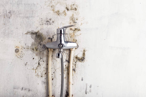 Best Emergency Mold Removal  in Grabill, IN