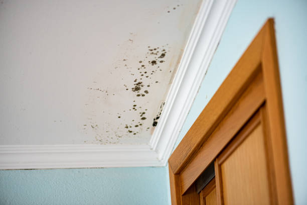 Attic Mold Removal in Grabill, IN