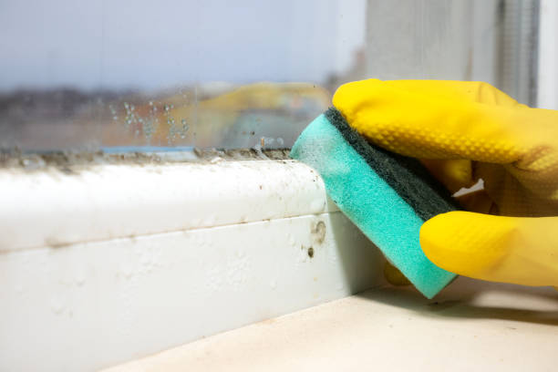 Best Attic Mold Removal  in Grabill, IN