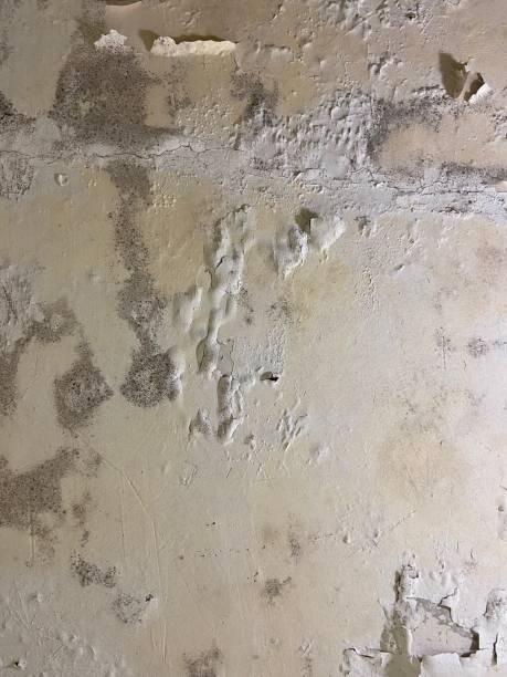 Grabill, IN Mold Removal Company