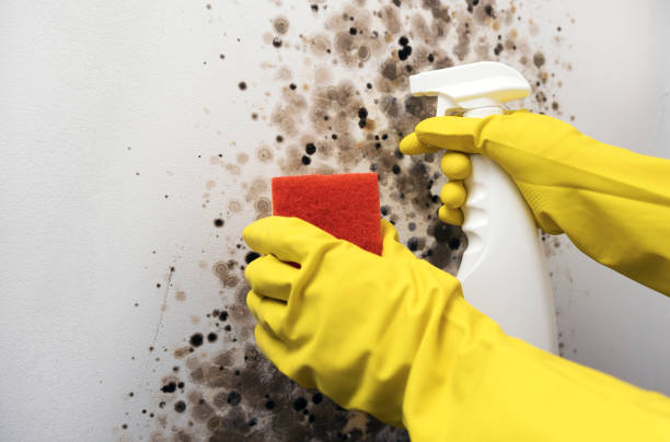 Best Best Mold Removal Companies  in Grabill, IN