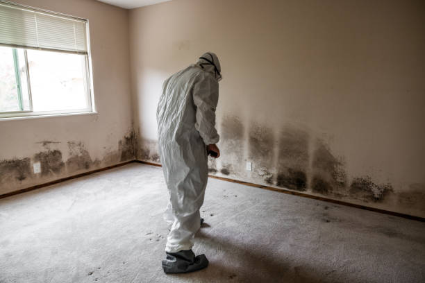 Best Attic Mold Removal  in Grabill, IN