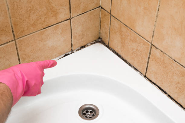Best Commercial Mold Removal  in Grabill, IN